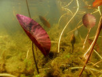 Waterlelieblad  (Nymphaea alba), Loofles